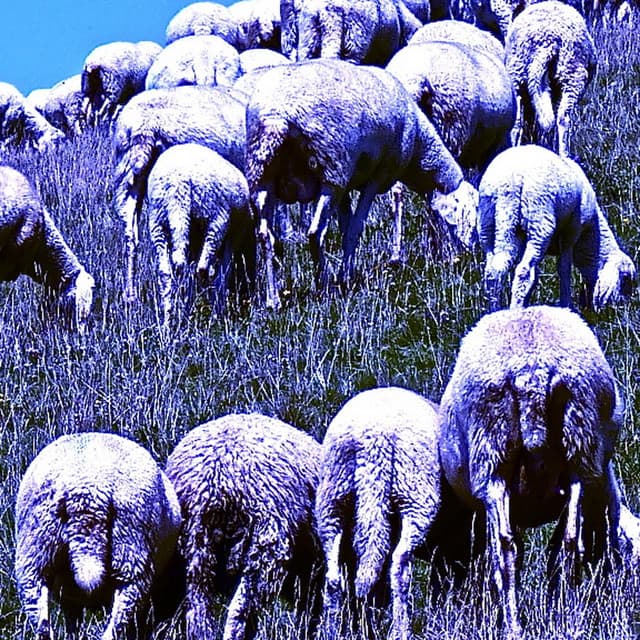 The Far Meadow